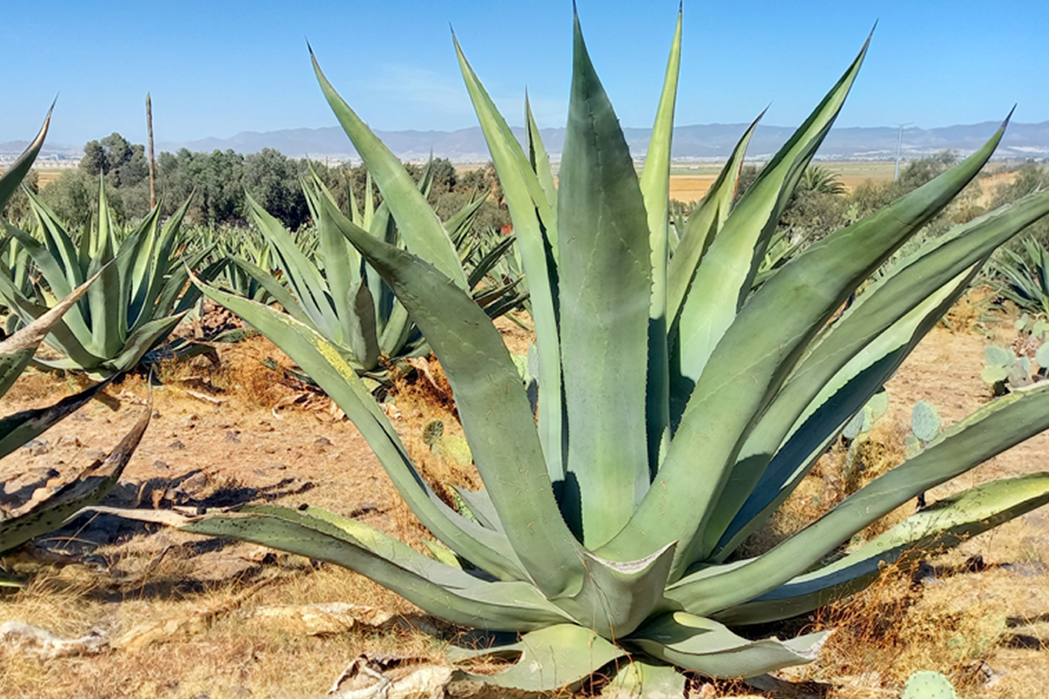 agave